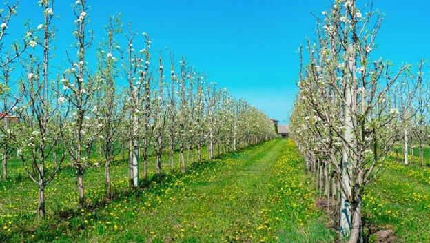 Cireș columnar Santa Maria ambalati