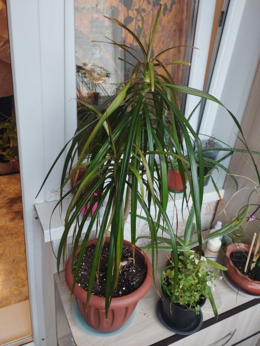 Драцены от 40 до 180 см