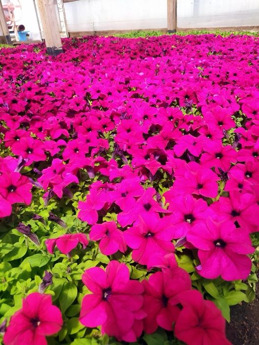 Рассада цветов. Петуния