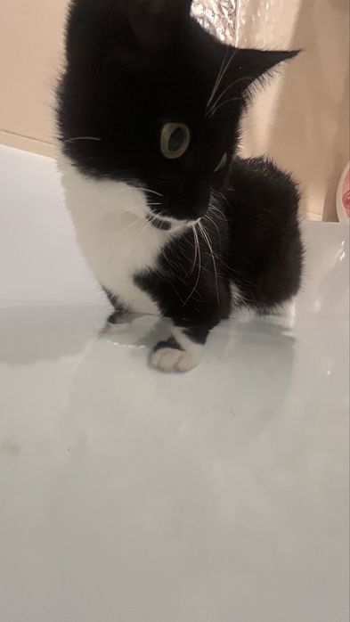 котик,10месяцев.