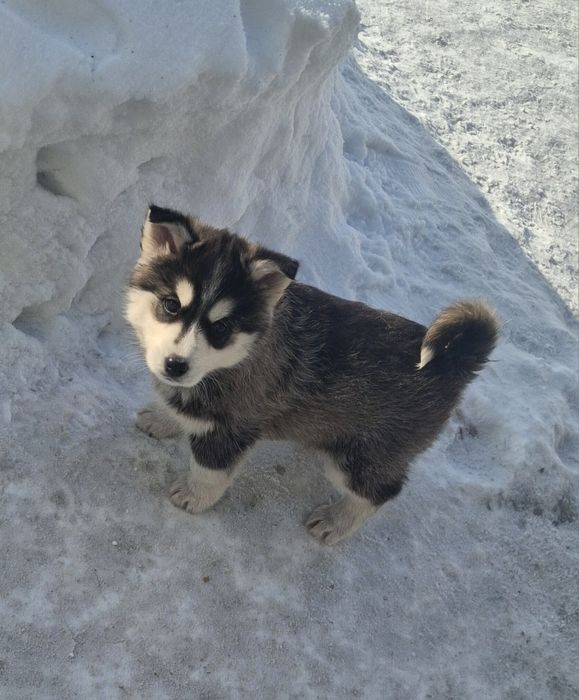 Продам щеночков Сибирской Хаски
