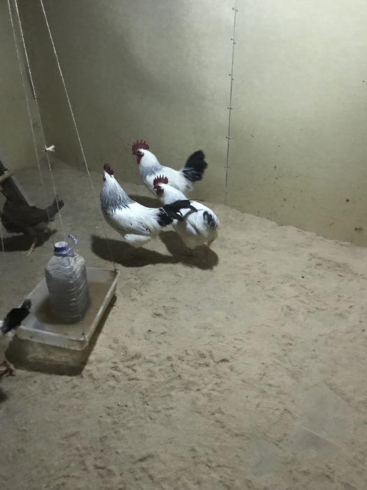 Продам петухов, пароды адлер