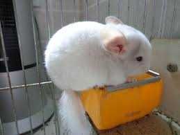 Chinchila,chinchilla,sinsila gri