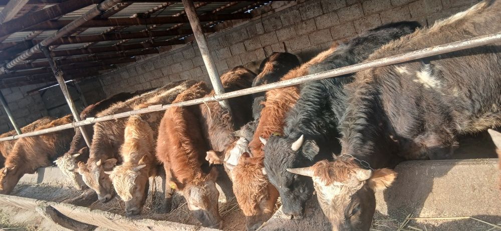 Продам 15 бычков по 650 000