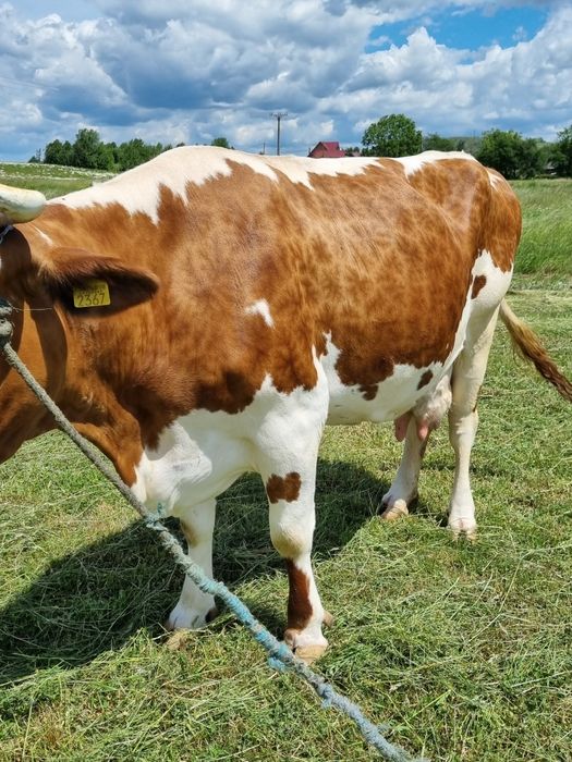 Vaca foarte buna de lapte vaca este insamantata cu al 5 vitel are acum 18 20 litri de lapte pe zi garantat mai multe detali la telefon are 700 de kg