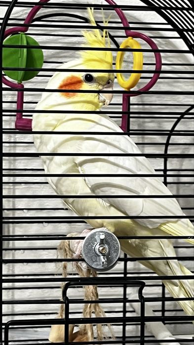 Продам попугай карелла