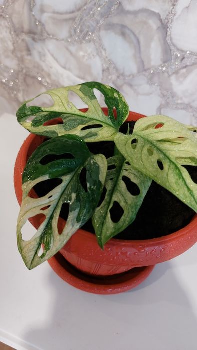 Монстера Адонсона вариегатная