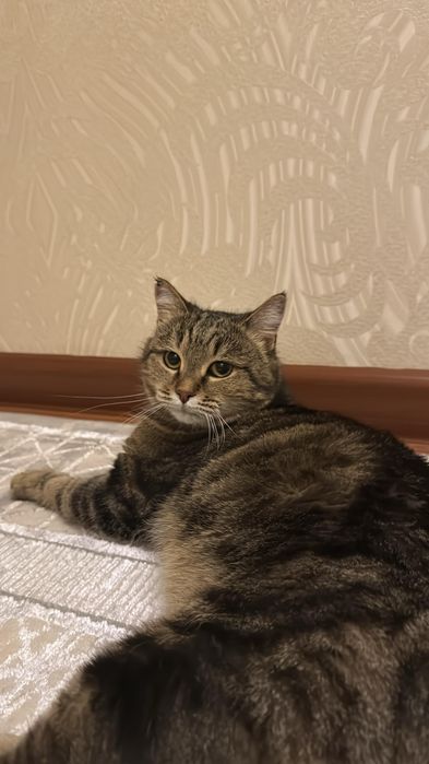 Кошка стерилизованная.