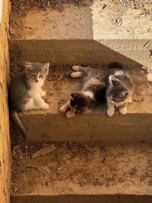 Отдам котят 2х месячных