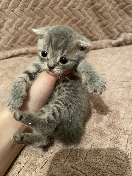 Шотландсике вислоухие девочки