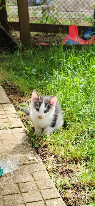Подарявам малки котета