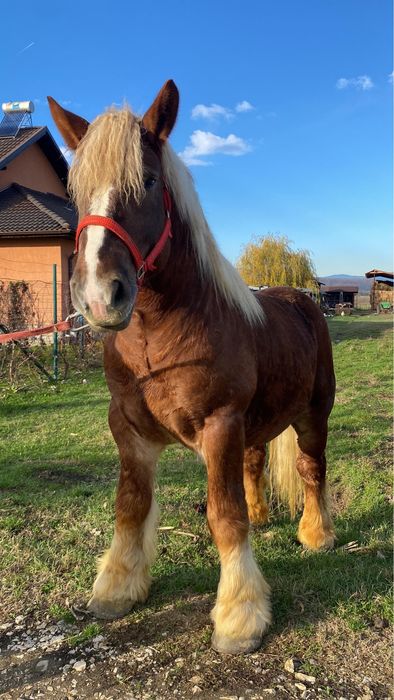 Armasar Ardenez De Monta !