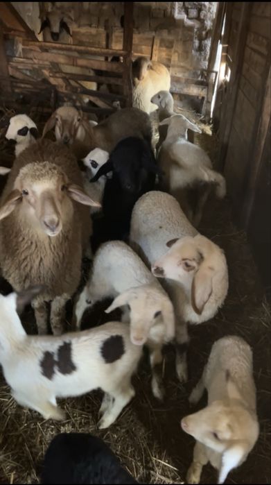 Продавам агнета