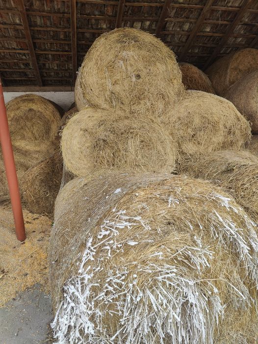 Vând baloți de fan 1.35m