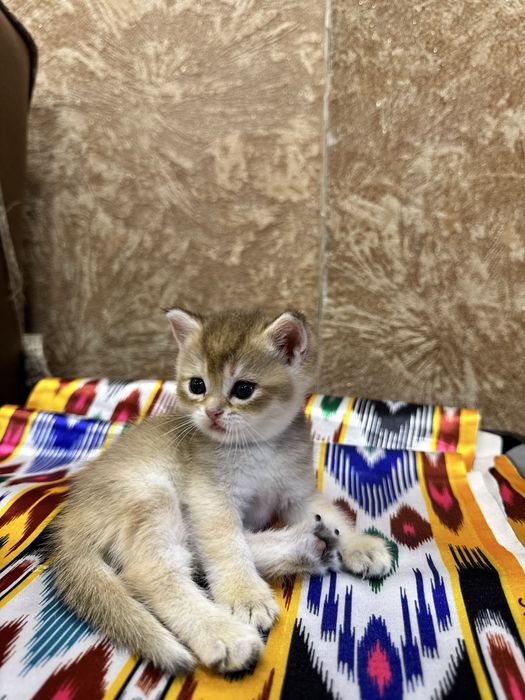 Продается золото в шоколаде котенок