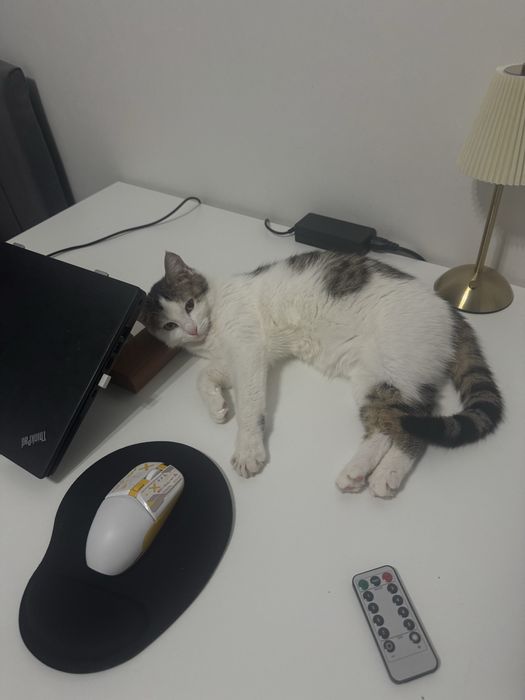 Кошку отдадим в добрые руки