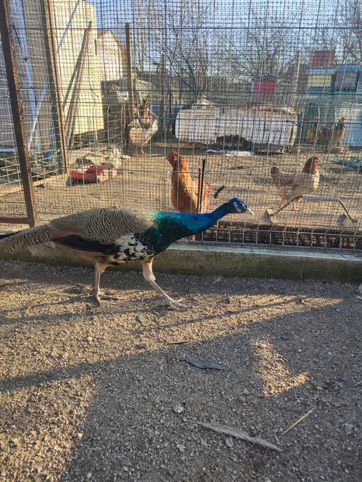 De vînzare pauni standard