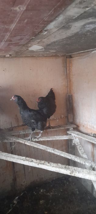 Продаём пару амераукан