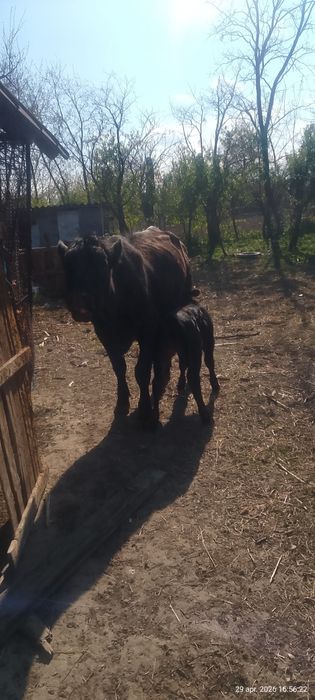 Vaca Angus de vanzare