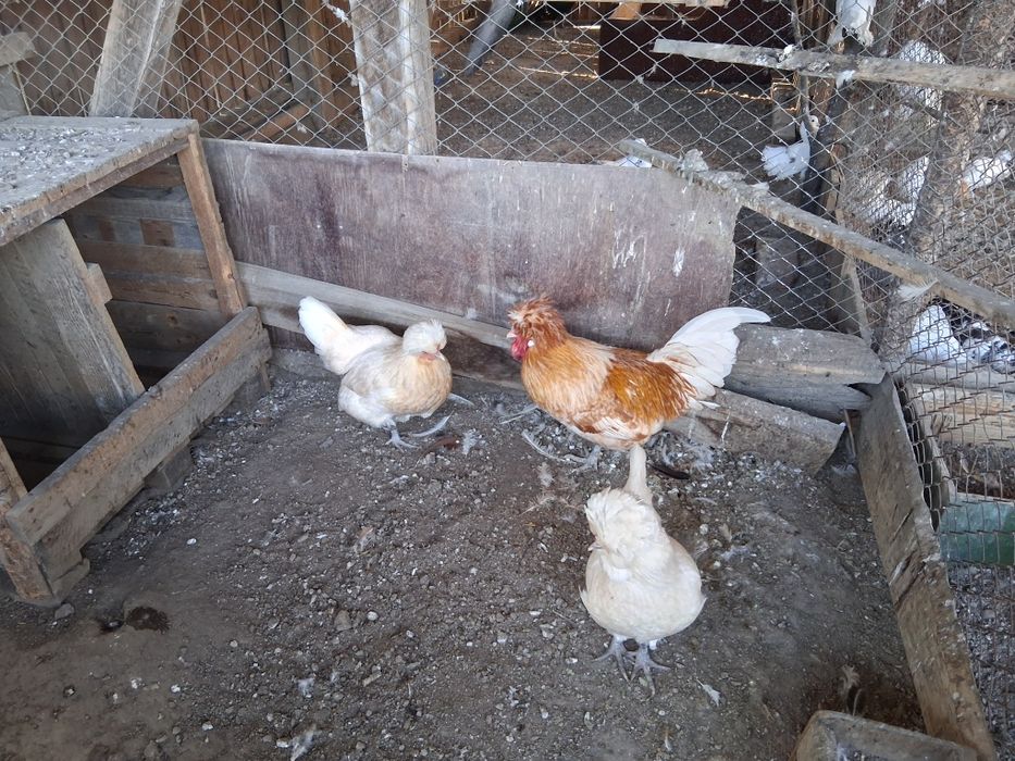 Vand pereche de Gaini Paduane 350 lei