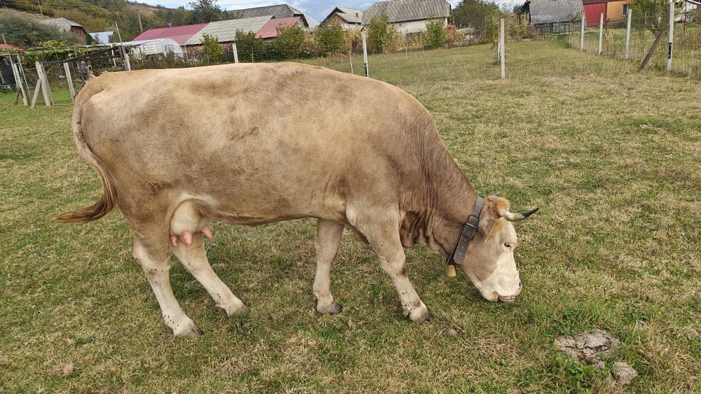 Vând vaca bruna de maramures