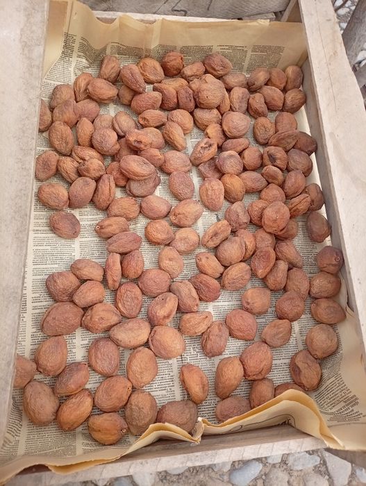 Курага урюка Продаю