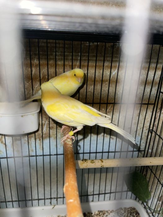 Kanareyka nar moda para