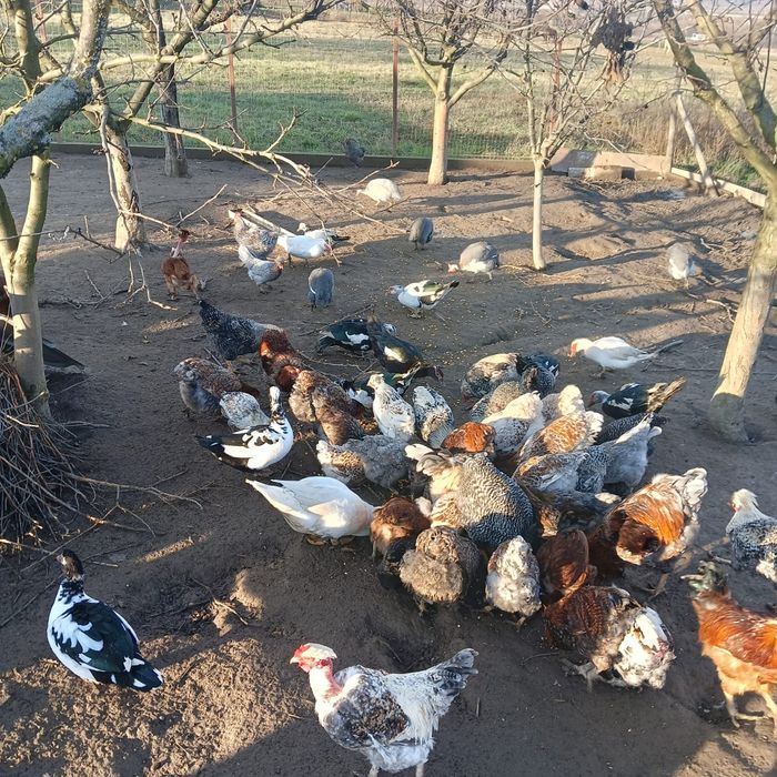 Vând rate crescute bio