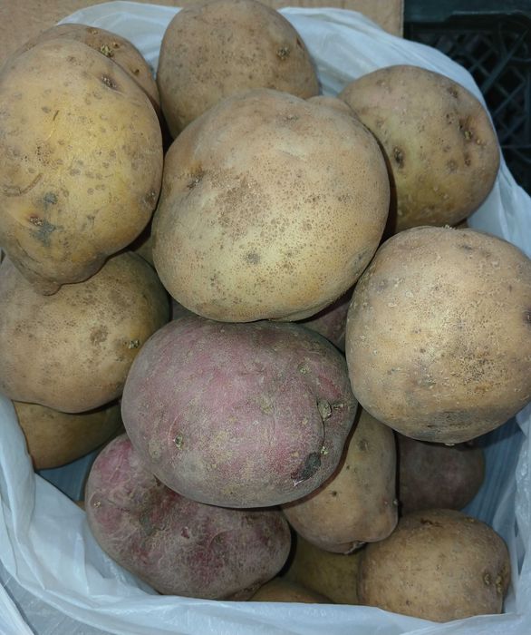 Семенной картофель