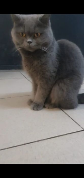 Кот Базилио Британец.