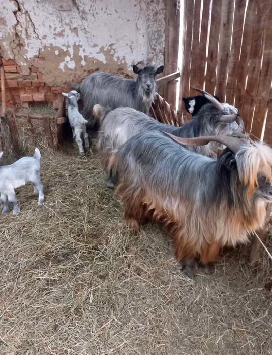 De vanzare capre cu iezi