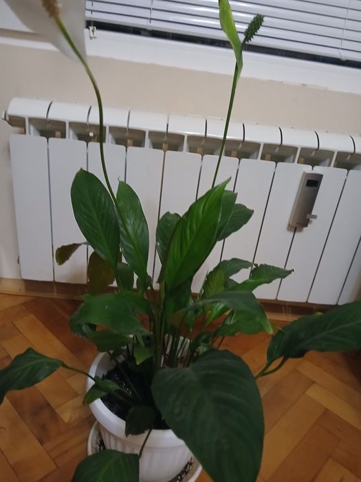 Спатифилум в саксия