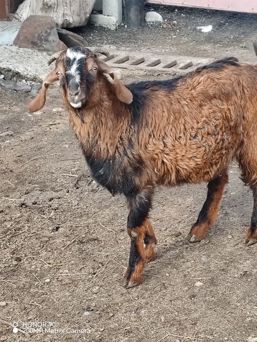 Нубийский козлик