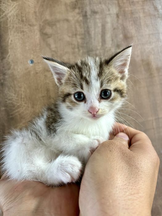 Отдам игривых котят