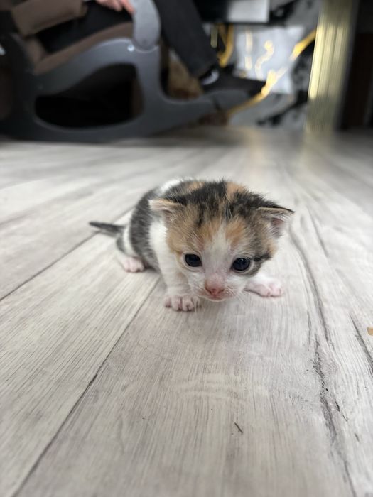 Отдам котенка девочку