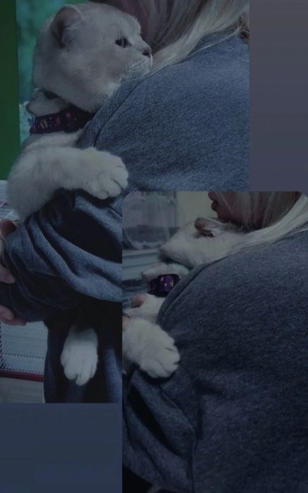 Британская шиншилла котик, с опытом