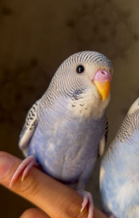 Popugay Волнистый Ruchnot to’tiqush Valnistiy