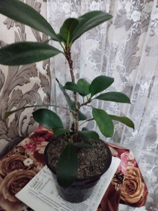 Фикусы и молочай крупноцветковый