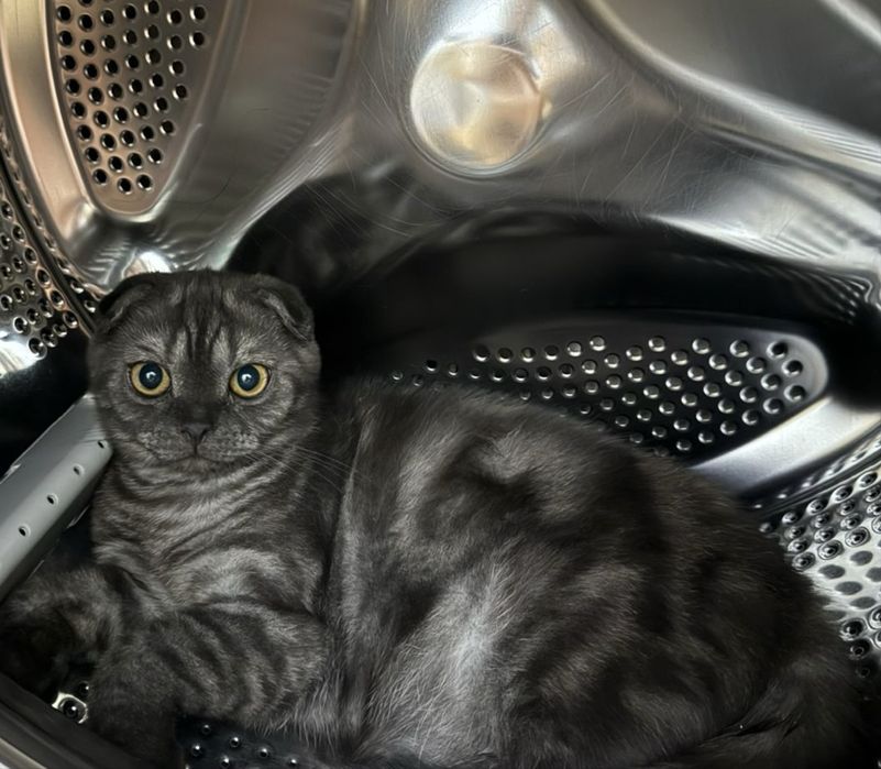 Кошка продается скоттиш фолд