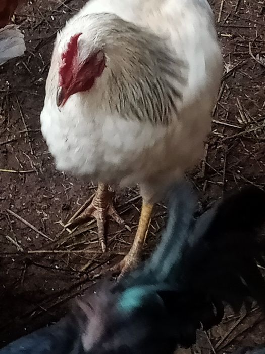 Продам молодых петушков