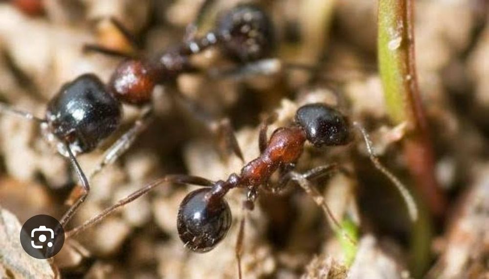 Продажа муравьев