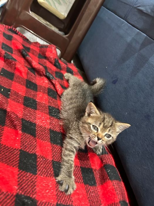 Отдам котят в хорошие руки