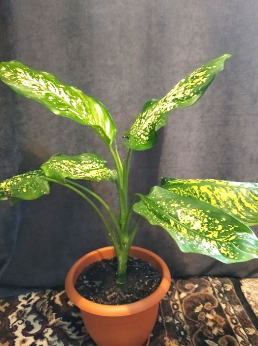 Продам комнатные растения