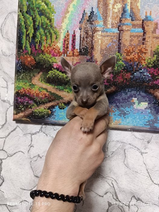 Щенки мини тойчики с документами