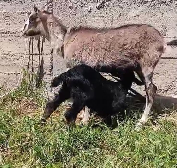 Альпийский ешкілер сатылады