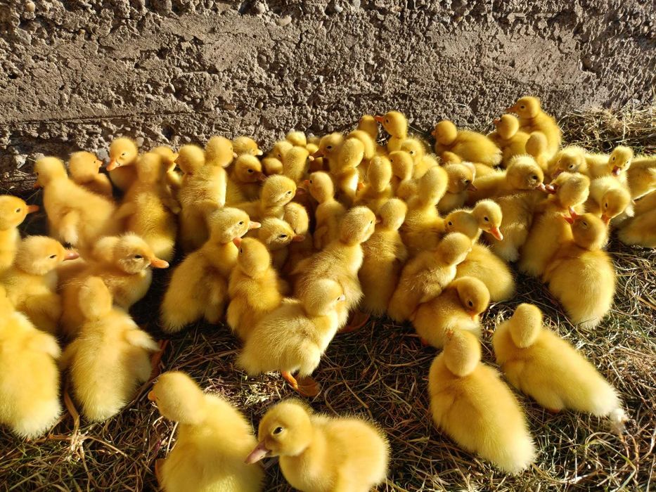 Vând boboci de rațe rasa Pekin