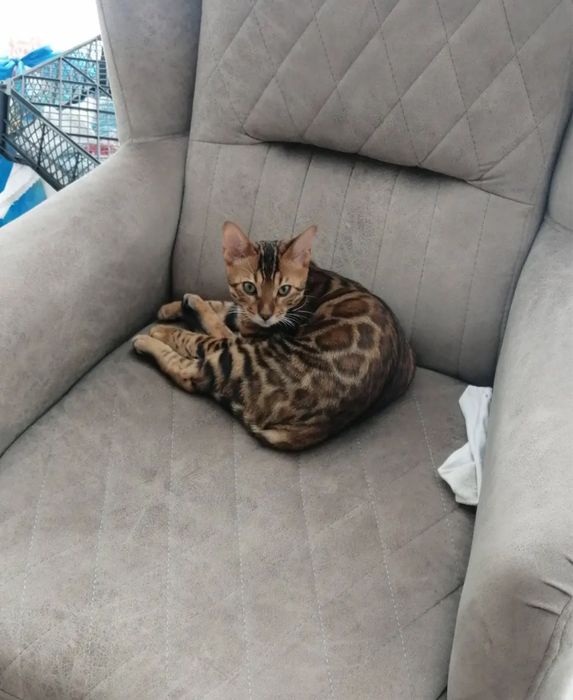 Продаётся бенгальский кот