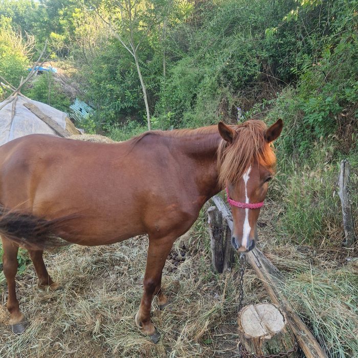 Iapa de vânzare Bârlad