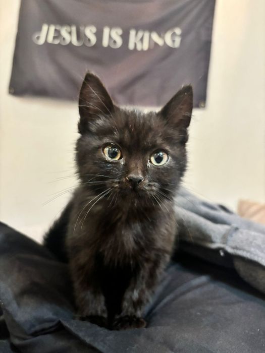 Кисуле нужен дом!