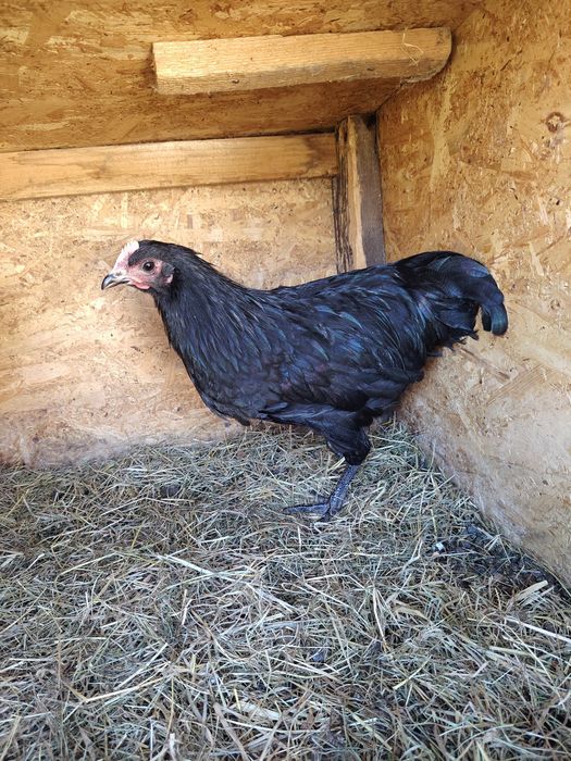 Cocoși australorp negru